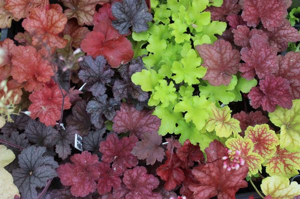 Heuchera shelter for the winter: is it necessary to insulate it, care, pruning in the fall, materials and shelter techniques in different regions