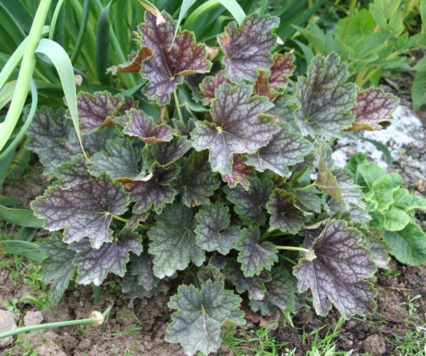 Heuchera shelter for the winter: is it necessary to insulate it, care, pruning in the fall, materials and shelter techniques in different regions