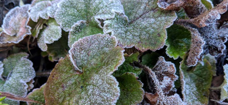 Heuchera shelter for the winter: is it necessary to insulate it, care, pruning in the fall, materials and shelter techniques in different regions