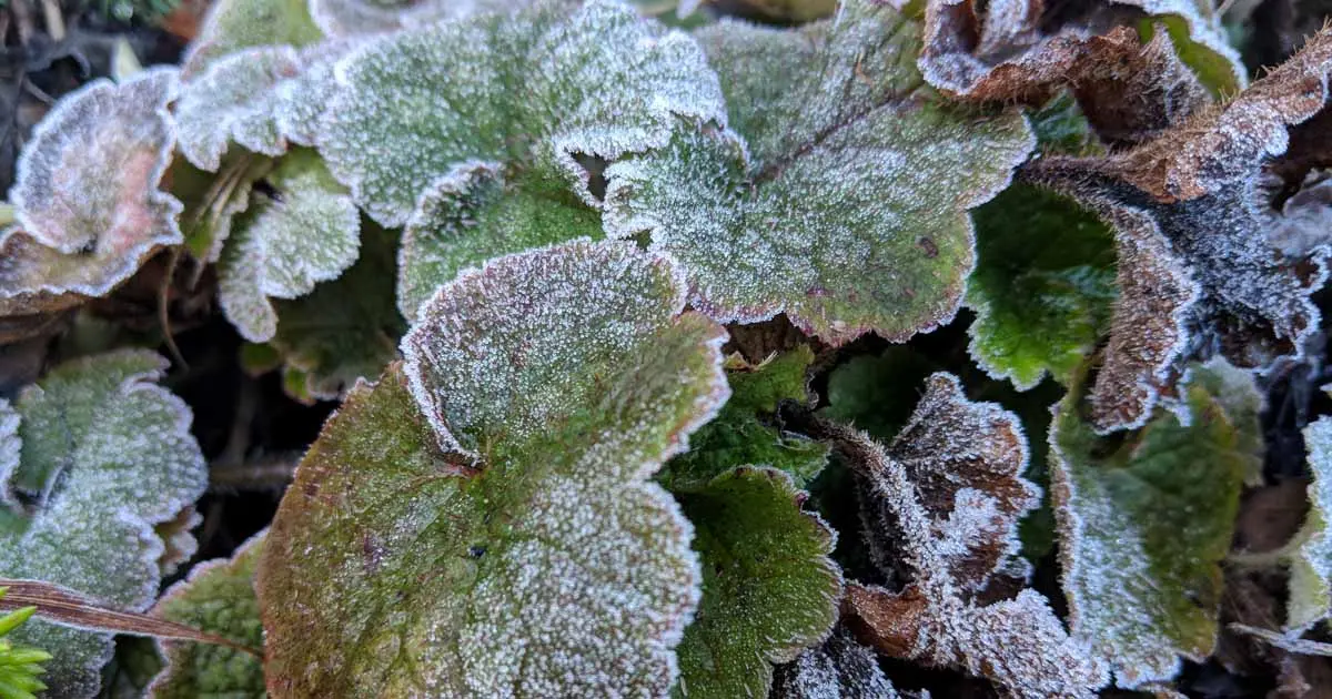 Heuchera shelter for the winter: is it necessary to insulate it, care, pruning in the fall, materials and shelter techniques in different regions