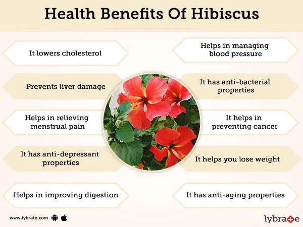 Hibiscus &#8211; properties and opinions. Tea with health and cosmetic properties