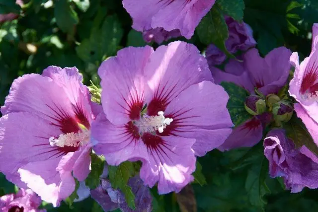 Hibiscus tree garden: photo, planting and care, how it reproduces