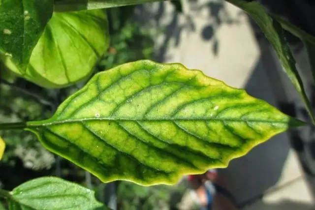 Hibiscus tree garden: photo, planting and care, how it reproduces