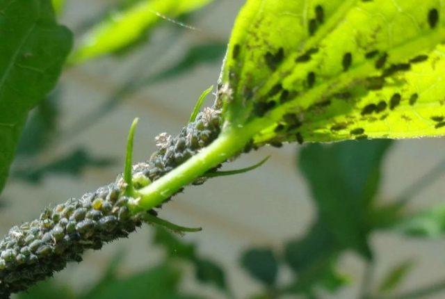 Hibiscus tree garden: photo, planting and care, how it reproduces