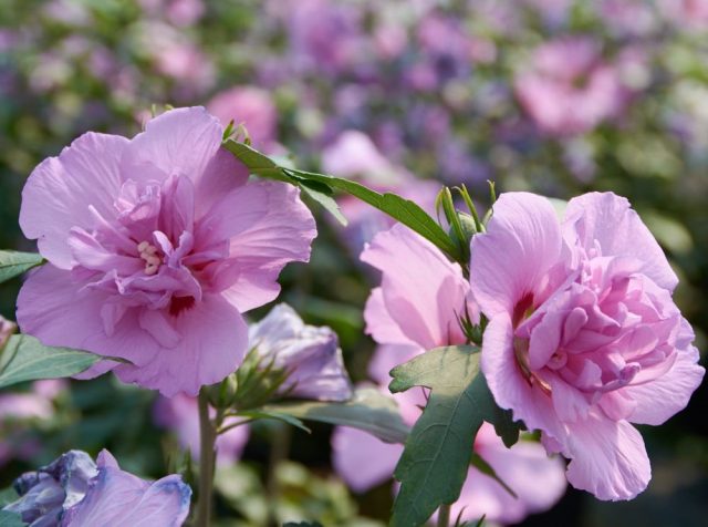 Hibiscus tree garden: photo, planting and care, how it reproduces