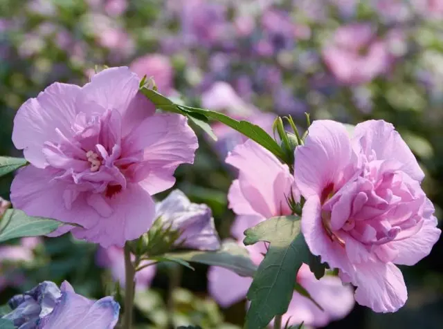 Hibiscus tree garden: photo, planting and care, how it reproduces