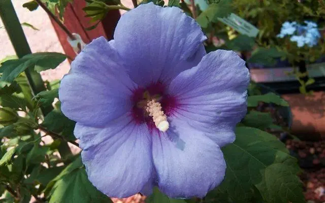 Hibiscus tree garden: photo, planting and care, how it reproduces