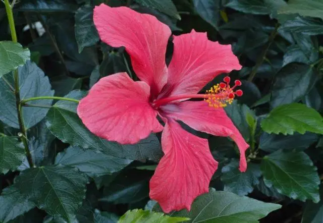 Hibiscus tree garden: photo, planting and care, how it reproduces