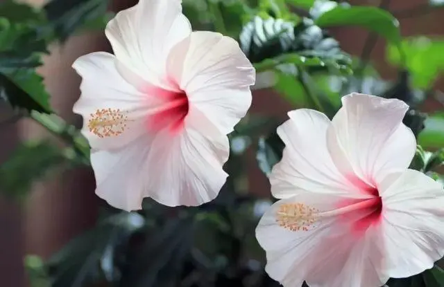 Hibiscus tree garden: photo, planting and care, how it reproduces