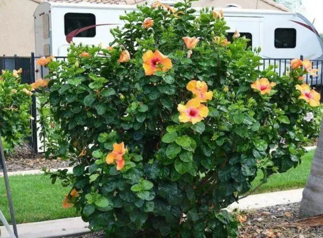 Hibiscus tree garden: photo, planting and care, how it reproduces