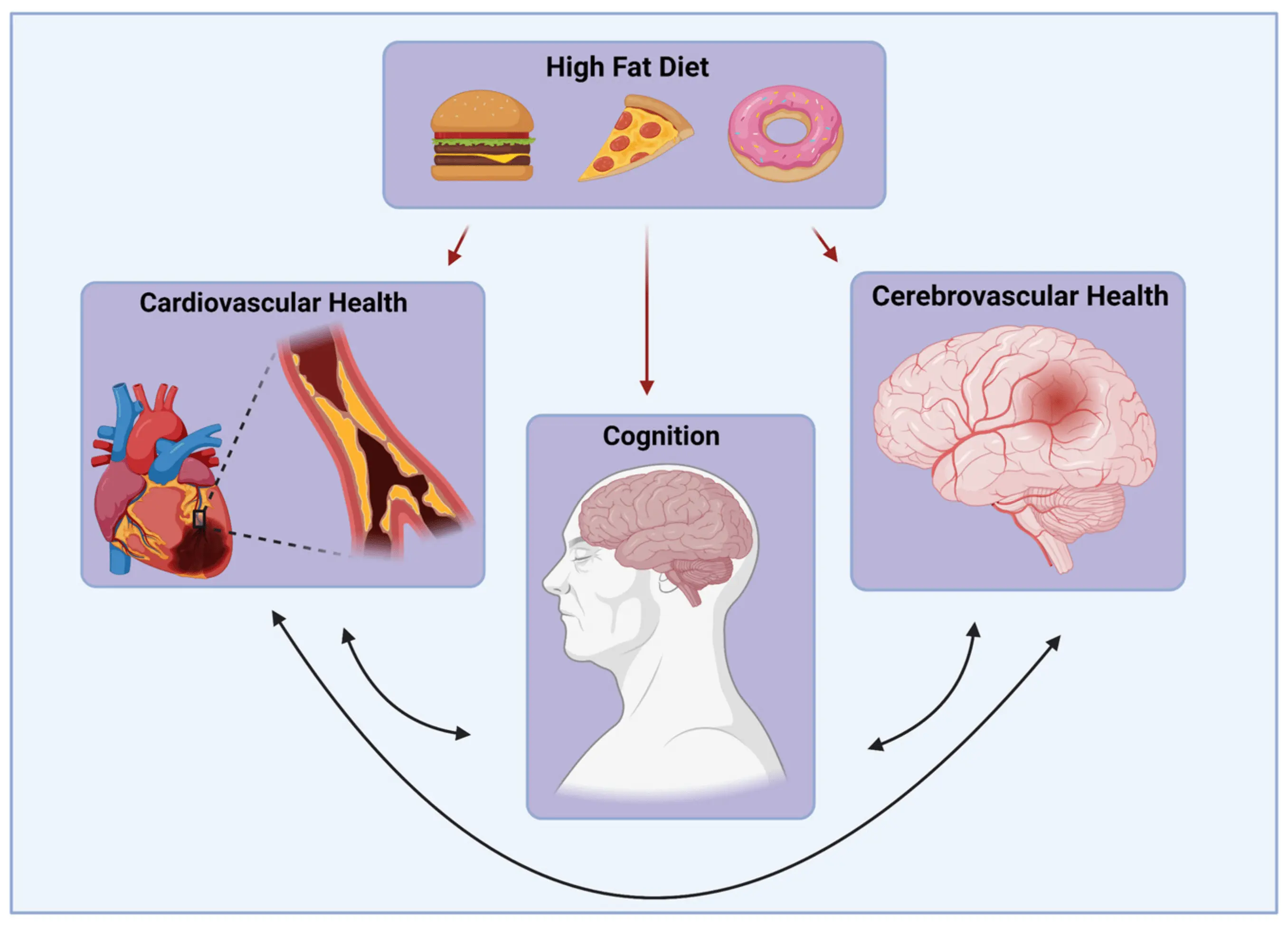 High-fat diet &#8211; what is it, a criticism