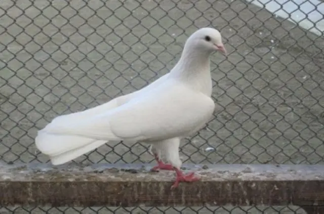 High-flying pigeons: video, photo, breed description