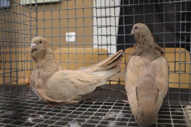 High-flying pigeons: video, photo, breed description