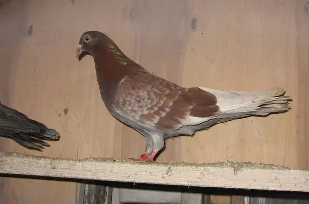 High-flying pigeons: video, photo, breed description