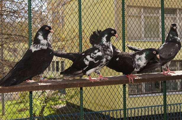 High-flying pigeons: video, photo, breed description