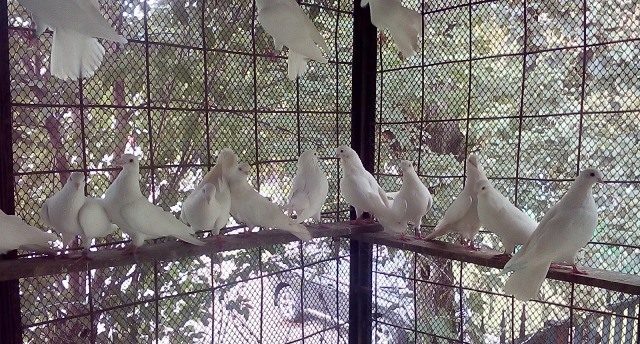 High-flying pigeons: video, photo, breed description