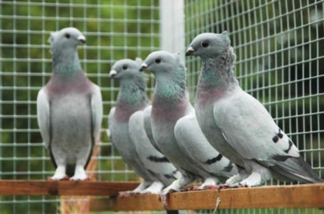 High-flying pigeons: video, photo, breed description