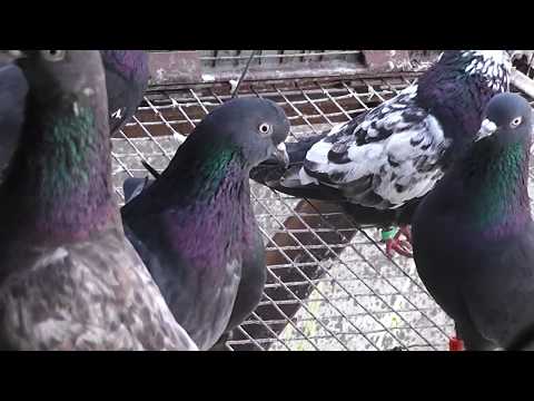 High-flying pigeons: video, photo, breed description