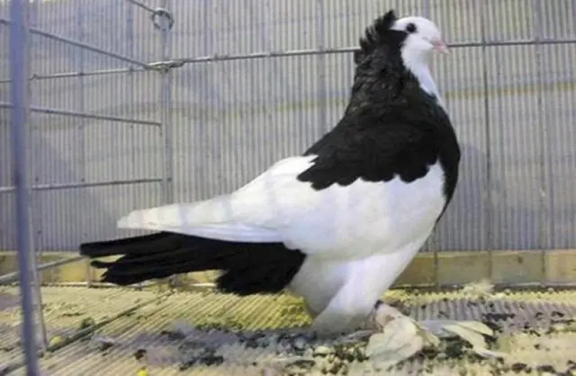 High-flying pigeons: video, photo, breed description