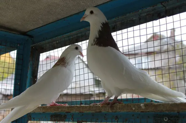 High-flying pigeons: video, photo, breed description