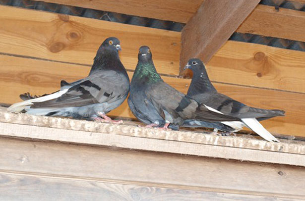 High-flying pigeons: video, photo, breed description