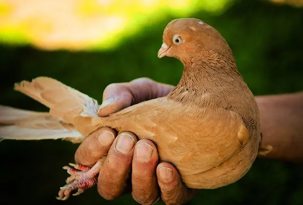 High-flying pigeons: video, photo, breed description