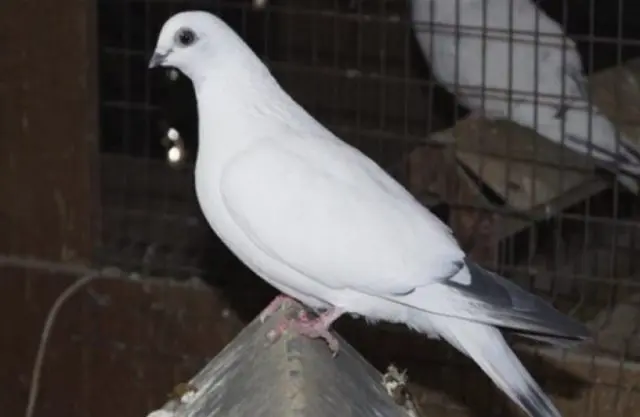 High-flying pigeons: video, photo, breed description