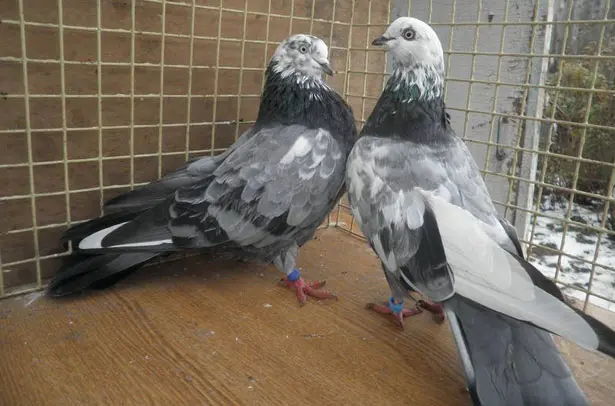 High-flying pigeons: video, photo, breed description