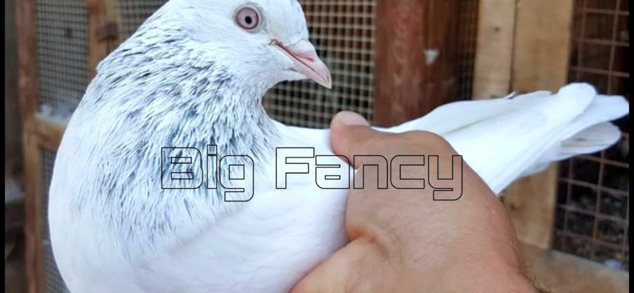 High-flying pigeons: video, photo, breed description