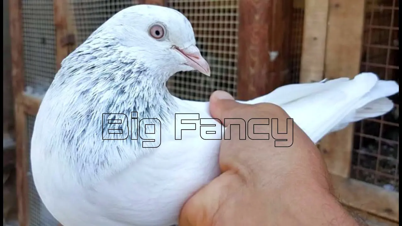 High-flying pigeons: video, photo, breed description