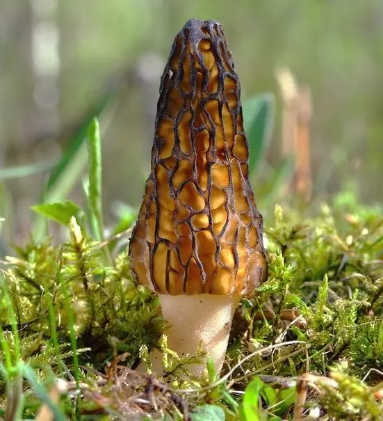 High morel (Morchella elata) photo and description