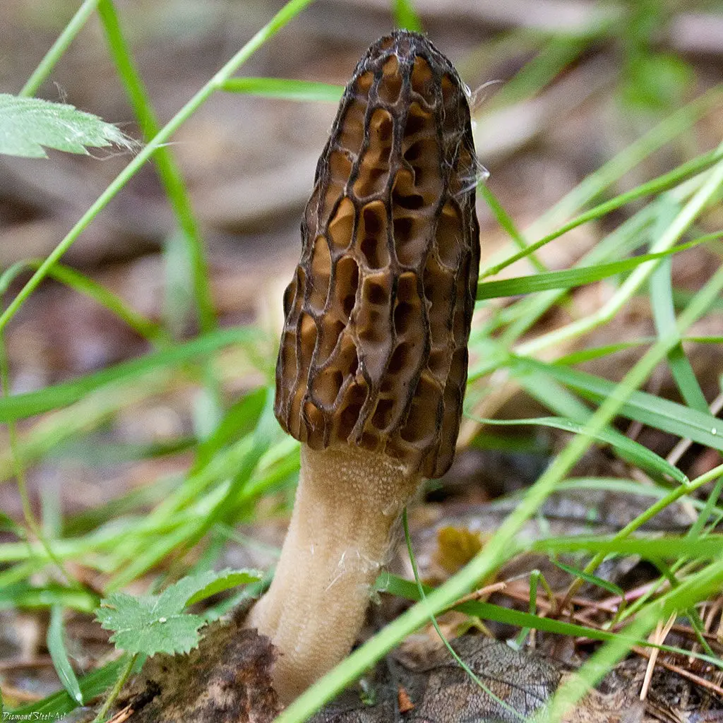 High morel (Morchella elata) photo and description