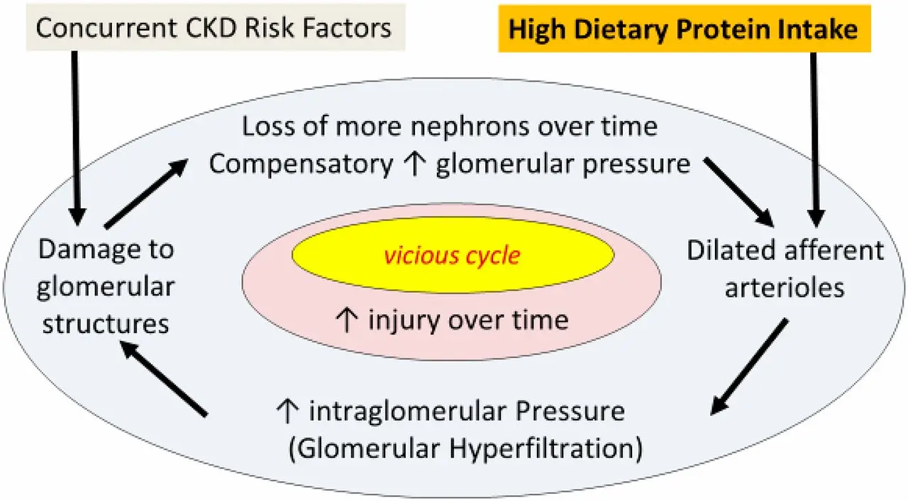 High-protein diets increase the risk of developing kidney disease