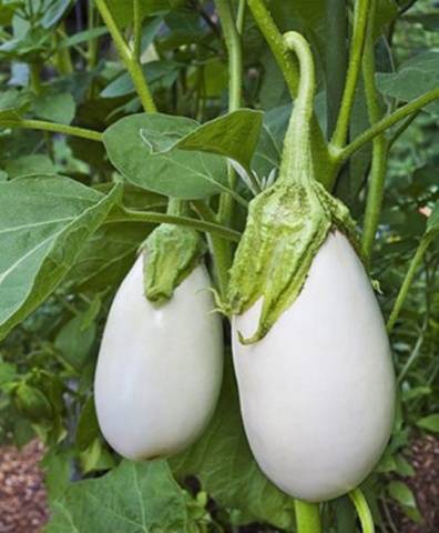 High yielding eggplant varieties