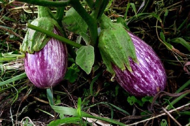 High yielding eggplant varieties