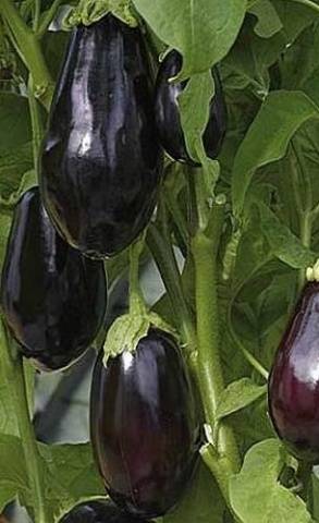 High yielding eggplant varieties