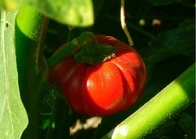 High yielding eggplant varieties