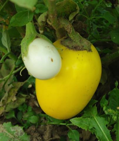 High yielding eggplant varieties