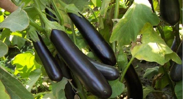 High yielding eggplant varieties