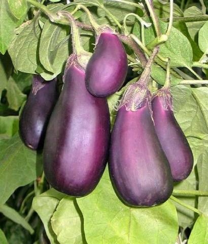 High yielding eggplant varieties