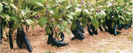 High yielding eggplant varieties