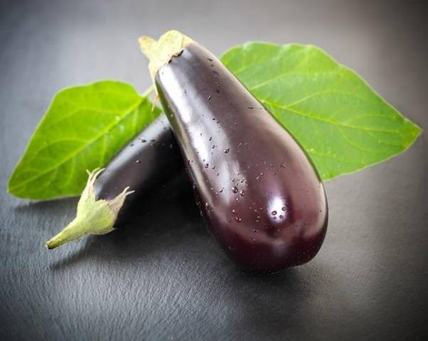 High yielding eggplant varieties