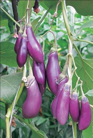 High yielding eggplant varieties