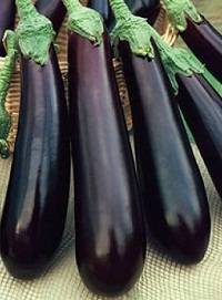 High yielding eggplant varieties