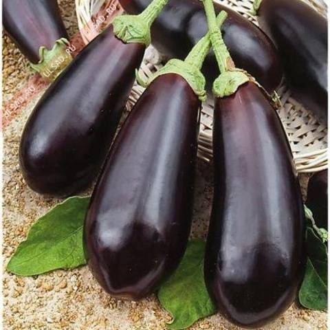 High yielding eggplant varieties