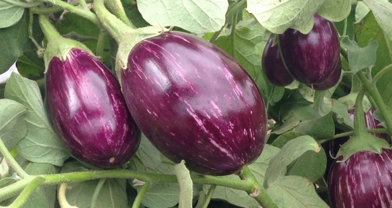 High yielding eggplant varieties