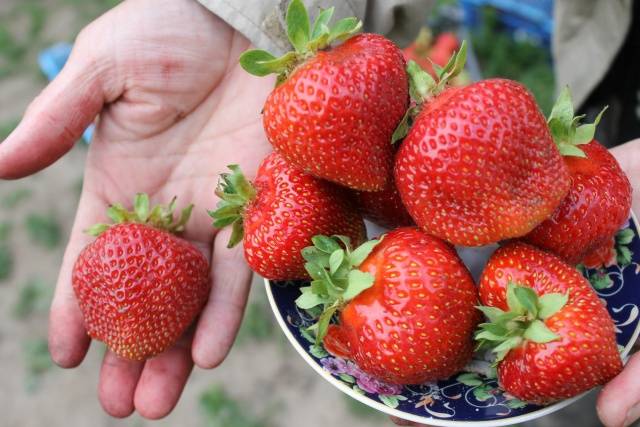 High yielding strawberries