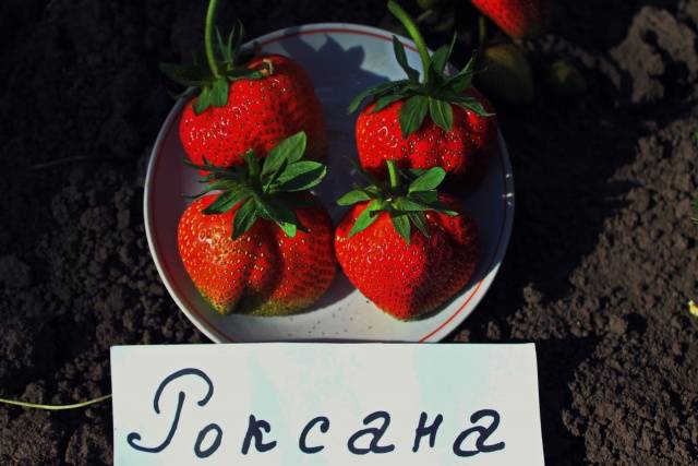 High yielding strawberries