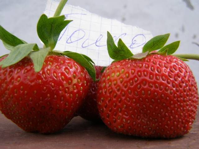 High yielding strawberries