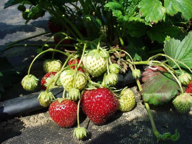 High yielding strawberries